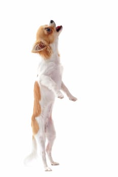 portrait of a cute purebred  puppy chihuahua in front of white background