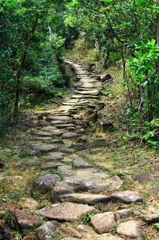 Forest road