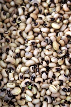 Texture and background image of black eyed beans sprouts