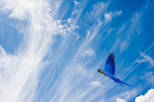 Macaw in flgiht against beautiful blue sky giving freedom concept