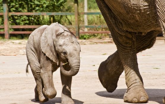 African elephants in captivity