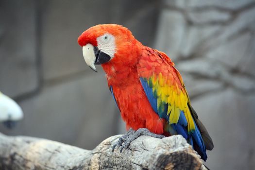 The Scarlet Macaw (Ara Macao), a large, colorful macaw, native to humid evergreen forests in the American tropics