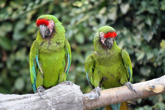 Two Military Macaws (Ara Militaris), large parrots, native to the forests of Mexico and South America