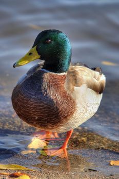 Shot of the wild duck - mallard