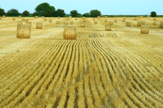 hay fields during bailing