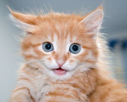 Cute orange kitten with blue eyes