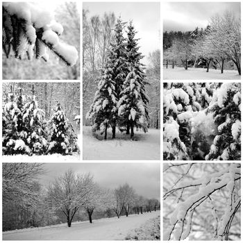 Winter forest beautiful, pines