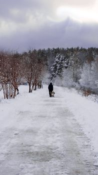 Winter forest beautiful, alley