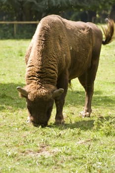 Powerful intimidating European Bison