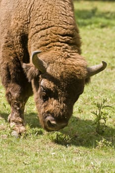 Powerful intimidating European Bison