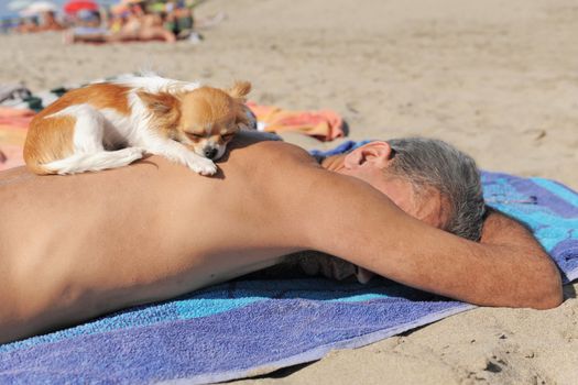 puppy chihuahua sleeping on the back of his owner on the beach