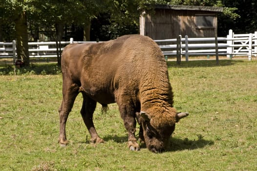 Powerful intimidating European Bison