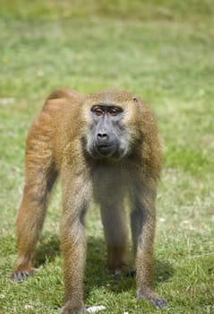 Close up of male baboon