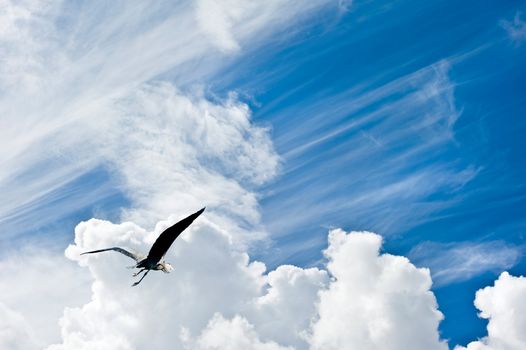 Beautiful blue sky with diagonal cloud formations and bird in flight giving concept of freedom