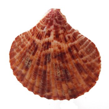 Sea shell on a plain white background.