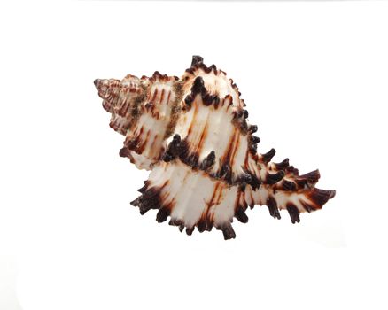 Sea shell on a plain white background.