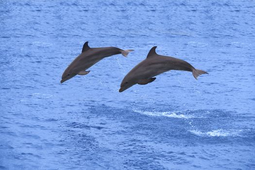 Two dolphins jumping in the Caribbean sea