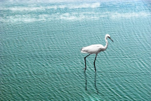 A heroin searching for fish in water.