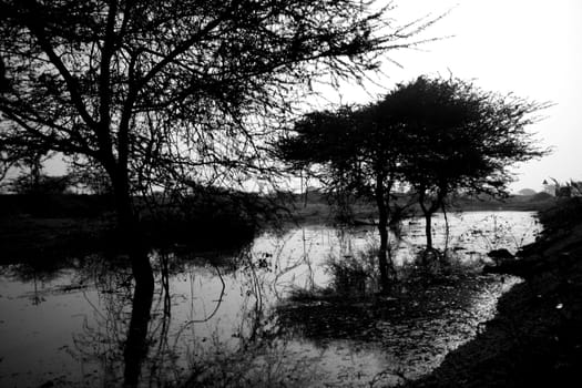 A black & white image of dry trees in water.