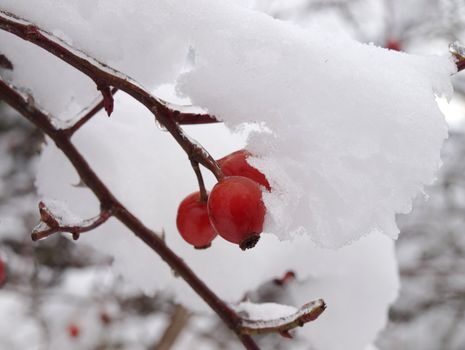 rose hip under the snow, beauty christmas decoration