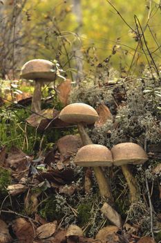 Mooshrooms. White Birch bolete  in moss. Autumn sunny day.