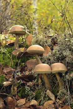 Mooshrooms. White Birch bolete  in moss. Autumn sunny day.