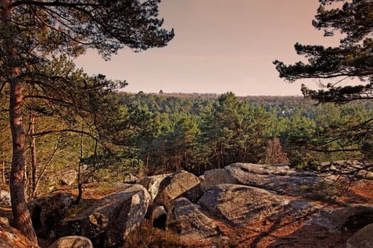 Sunset in the forest of Fontainebleau in the early spring.This French forest is a national natural park wellknown for its boulders with various sahpes and dimensions. It is the biggest and most developed bouldering (a specific style of  rock climbing) area in the world.