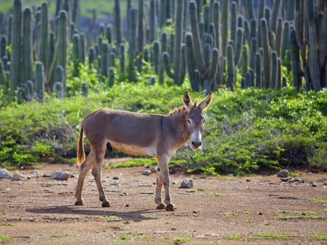 Wild Spanish donkey among cactuses on Bonaire, Caribbean