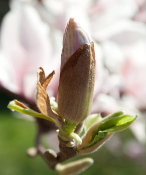 close up of magnolia flower in white and purple