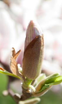 close up of magnolia flower in white and purple