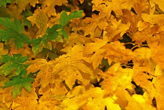 Yellow fall foliage on a tree. Fragment