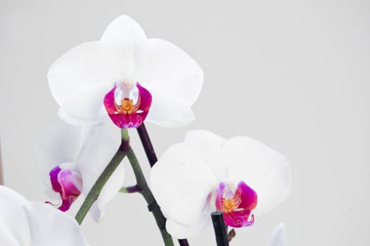 Beautiful white orchid on a grey background