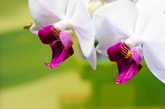 Beautiful white orchid on a green background