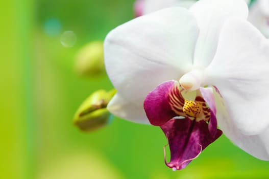 Beautiful white orchid on a green background