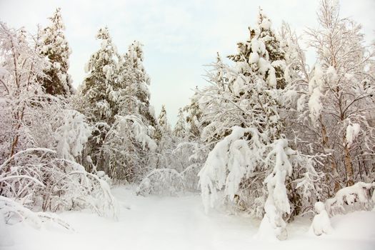 The frozen north woods in the snow