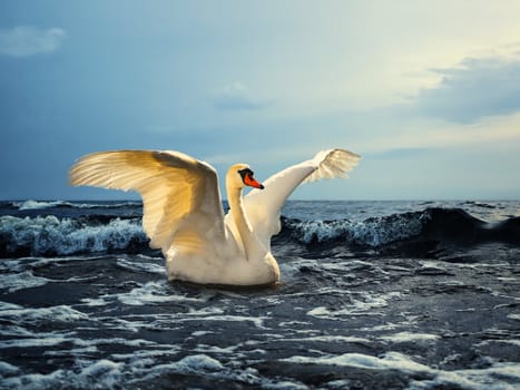 A beautiful white swan with spread wings on the sea