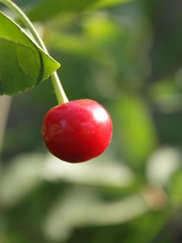 Red ripe cherry among leaves in the garden