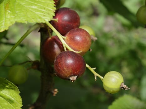 A bunch of unripe black currant in the garden on the sunny day