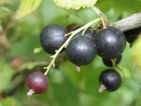 A cluster of ripe black currant in the garden