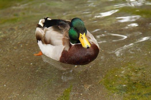 A photo of a single duck swimming in the pond