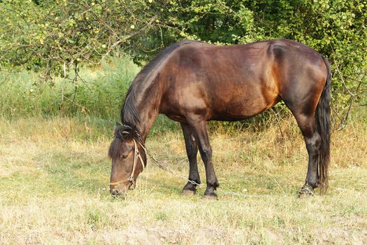 A horse on the pasture in the evening light