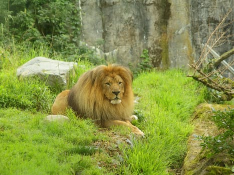 A lion resting on the grass in the zoo