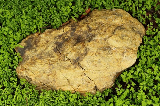 A light brown rock among green grass