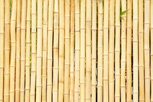 Bamboo fence, photo good as background