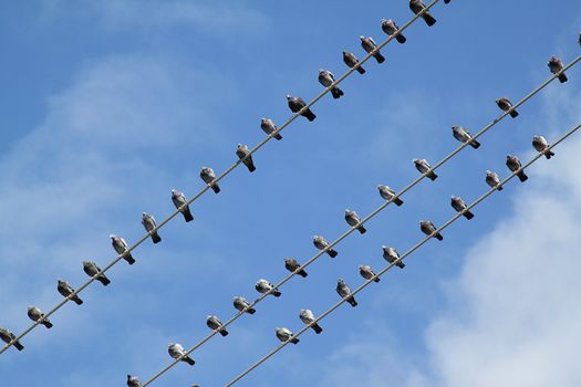 Group of birds on electrical wire with blue sky as a background