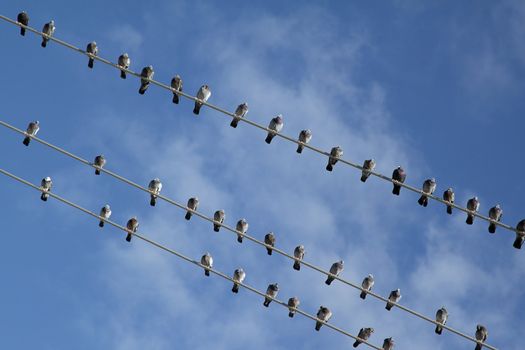 Birds sitting on electric wires with blue sky as a background
