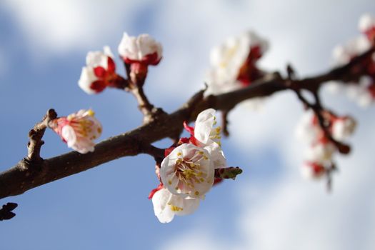 Blooming apricot tree over blue sunny sky, shallow focus