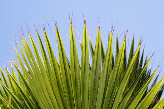 Palm leaves with blue sky as a background