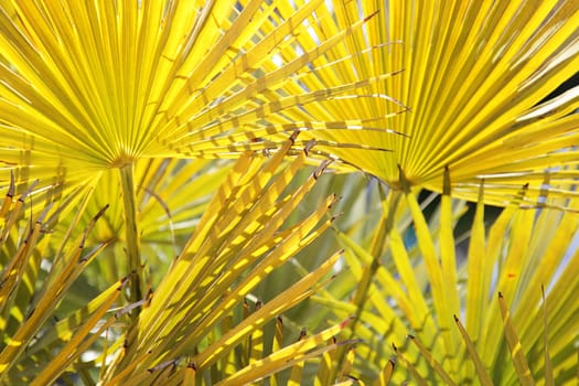 Bright yellow palm leaves on sunny day