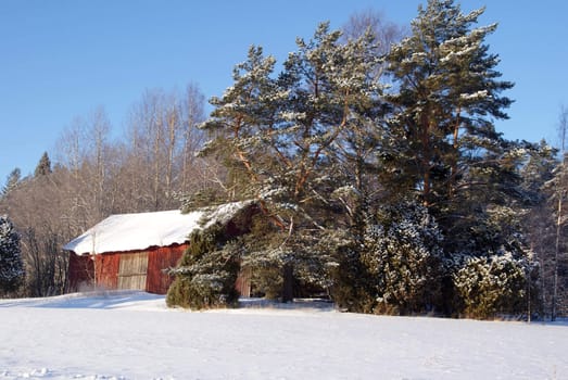 A red barn by the field sheltered by Pine and Juniper trees on a sunny day in January. Photographed in Salo, Finland in 2011.